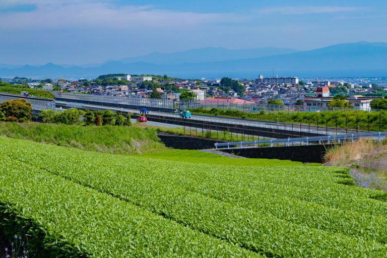 静岡県富士市　富士山と茶畑